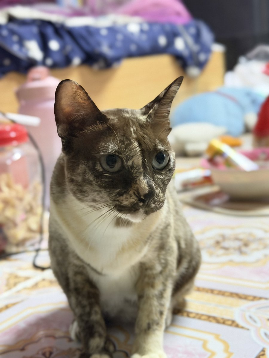 bunnymwp's tweet photo. แมวหน้ามึน มาบอกฝันดี https://t.co/915tdNGiNq