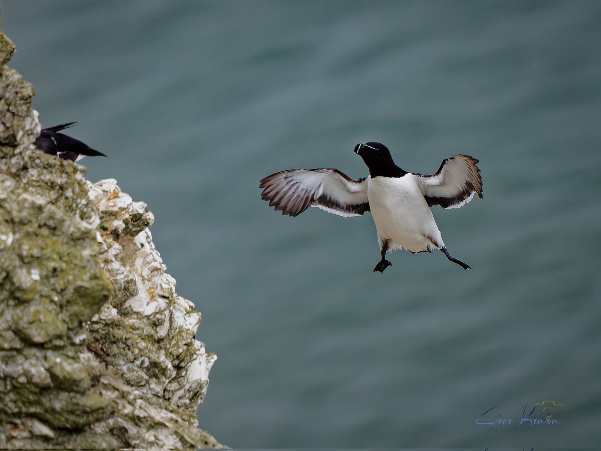 bentos1368's tweet photo. Bempton Cliffs RSPB A must visit if you like wildlife photography.  This  pair of Razorbills clearly showing their devotion to each other despite clinging to a near vertical cliff face. One on the many spectacular sights .  
@Bempton_Cliffs
@_BTO  @Natures_Voice #om1 #razorbills https://t.co/pPdUXjQRds