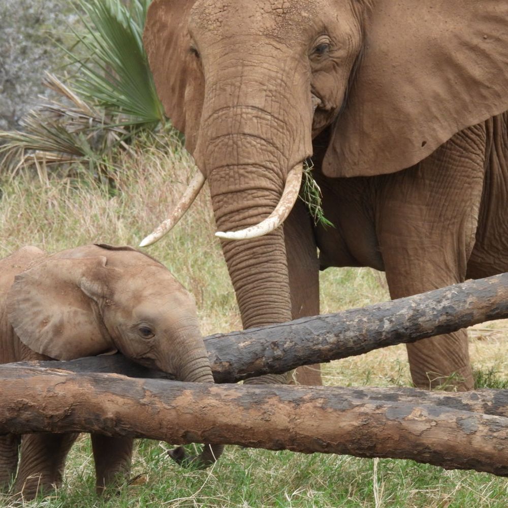 SafariDeal's tweet photo. 5-Day Masai Mara, Lake Nakuru and Lake Naivasha Safari

5 Days from $1300 P/P IN USD

On this safari the first stop is the Maasai Mara National Reserve, which starts your great wildlife adventure and is home to the big five.
👉🏻 Enquire now - https://t.co/rtKELkmD7d

#KenyaSafari https://t.co/ecEpFtU6LO