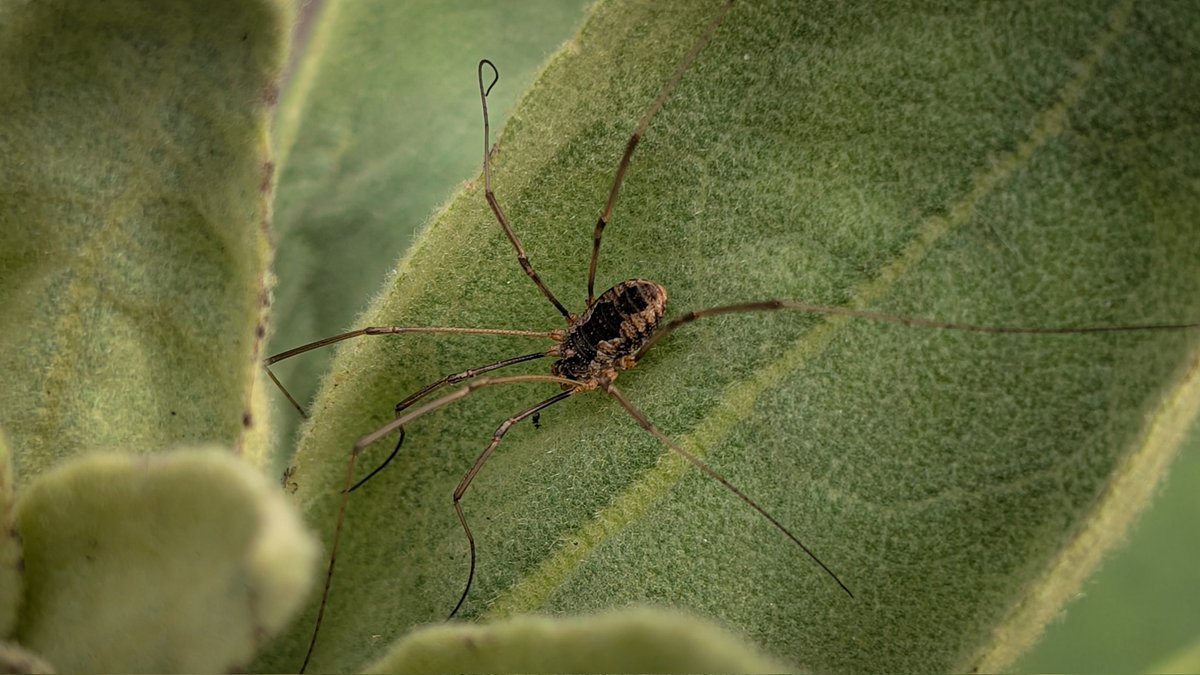 asterisque79's tweet photo. Weaver's assistant 🕷️
#spider #leaf  #photography https://t.co/5aXhFExGiY