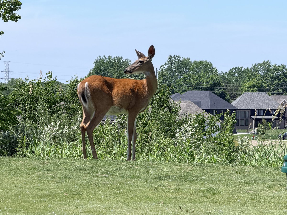 NBLionsClub's tweet photo. The New Baltimore Lions Club was represented at the Lions Bear Lake Camp 21st Annual Golf Classic by Lion Rick, Bill, Darrin and Sam. It was a fun day on the Boulder Pointe Golf Club with lots of beautiful deer keeping us company though the day. Lots of Fun!. https://t.co/zPh8Z8MK64