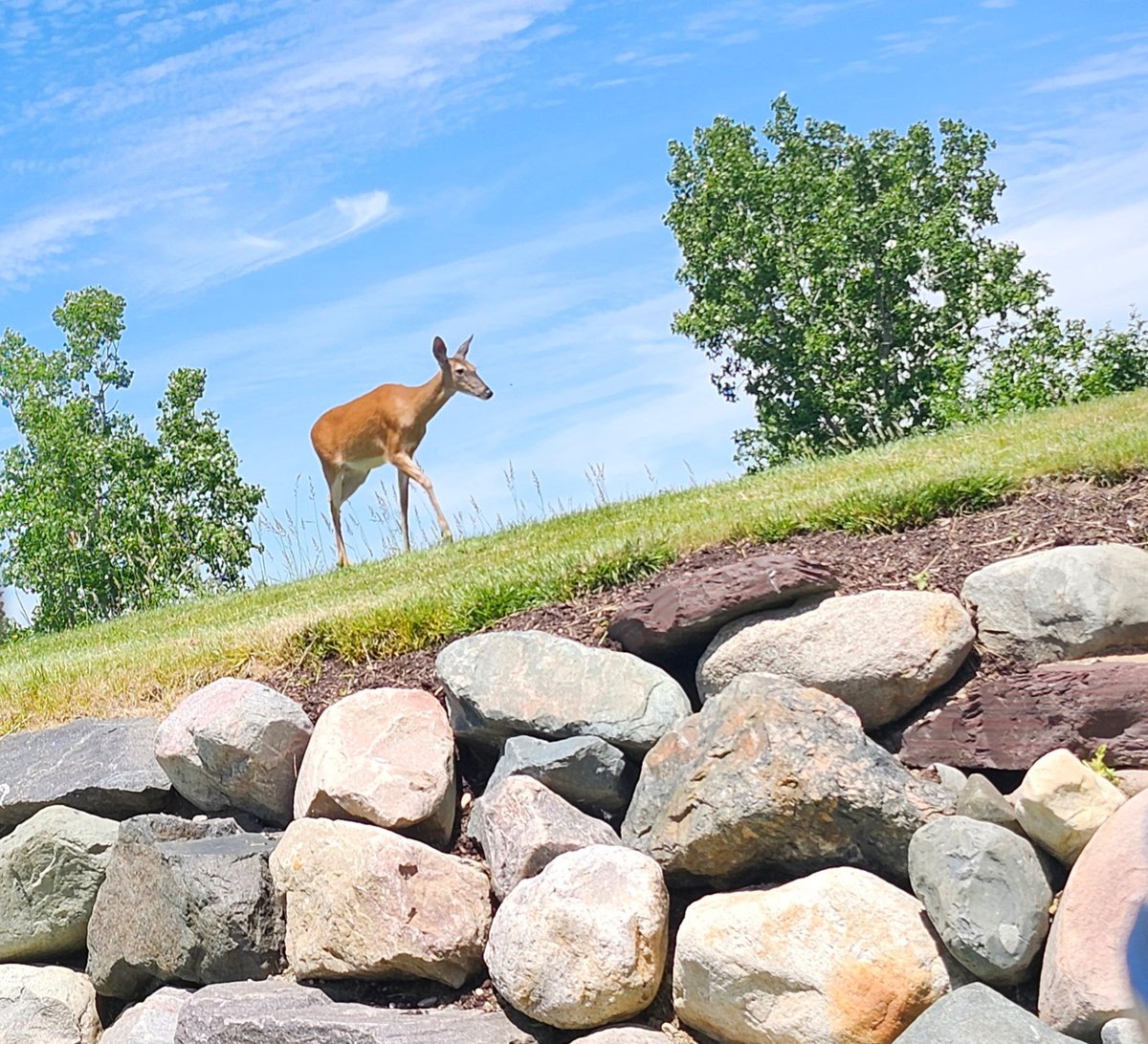 NBLionsClub's tweet photo. The New Baltimore Lions Club was represented at the Lions Bear Lake Camp 21st Annual Golf Classic by Lion Rick, Bill, Darrin and Sam. It was a fun day on the Boulder Pointe Golf Club with lots of beautiful deer keeping us company though the day. Lots of Fun!. https://t.co/zPh8Z8MK64