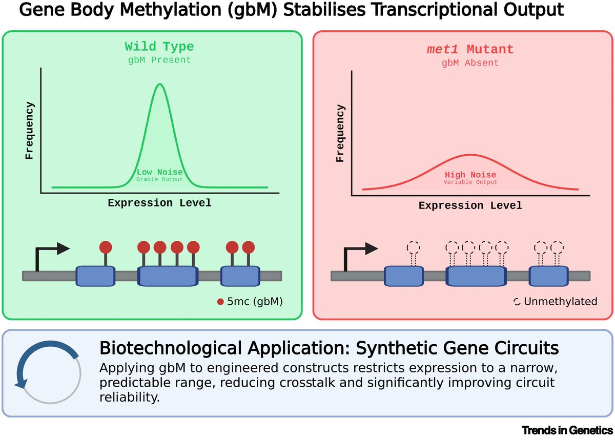 susanstorm62's tweet photo. Silencing the noise with gene body methylation
https://t.co/Bpnm4T4bDZ https://t.co/WP3pLA3Kk9