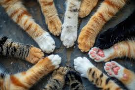 DunPlayin's tweet photo. @davidsupercat All paws in for all of you. https://t.co/Igach9RtVM