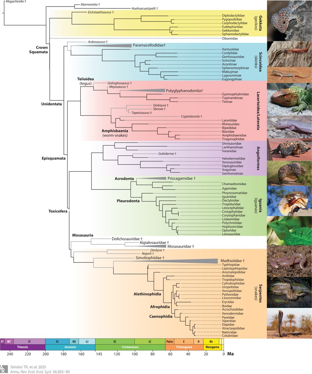 PaleontologieFr's tweet photo. #Fossiles et génomes permettent de retracer l'origine des #squamates (= lézards et serpents). 🦎🐍
De nouvelles découvertes éclairent l'évolution du groupe depuis le #Trias, il y a + de 240 Ma.
#Squamata #Lepidosauria 

📰 https://t.co/K1kztApBF8

🔎 https://t.co/LVPgkroy8X https://t.co/qf4RQHq8pD