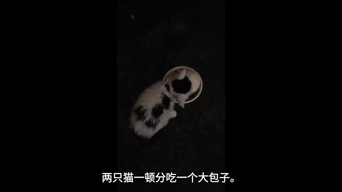 Fifilewan's tweet photo. My little fur buddy just hit their 6-month milestone!  Their tiny paws are already growing into big adventures, and every cuddle makes my day brighter. Love seeing them grow up so fast! https://t.co/YS91smIdDU