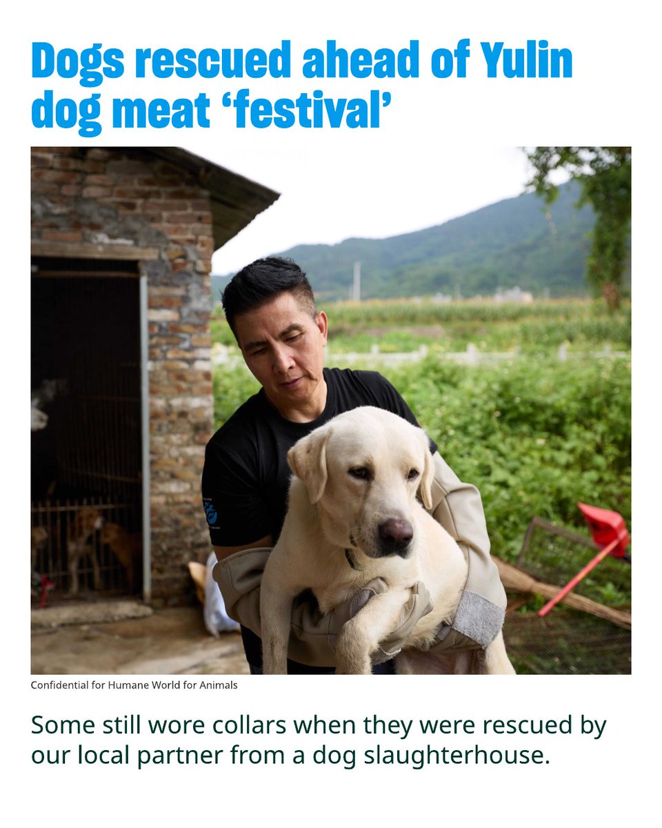humaneworldorg's tweet photo. More dogs and cats are killed for meat in China than anywhere else; an estimated 10 million dogs and 4 million cats are slaughtered each year. Still, most people in China don’t eat dogs and cats. The trade is even banned in the major cities of Shenzhen and Zhuhai.  https://t.co/9Me9qFwDIu
