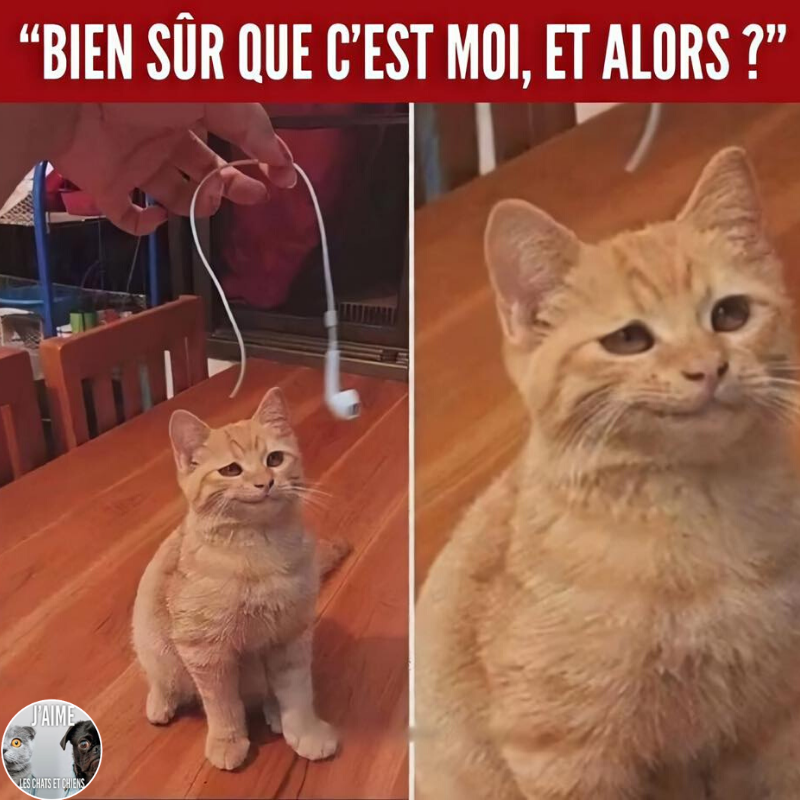 BeguinChat's tweet photo. 😂🤣😂😋
#chat #chats #chaton #chatons #funnycat #funnycats #felin #gato #gatos #gatto #minet #bouledepoil #kitten #kitty #mdr #lol #marrant #humourchat #humourchats #chatdrole #katze #rigolo #marrant https://t.co/puq5StJH9M