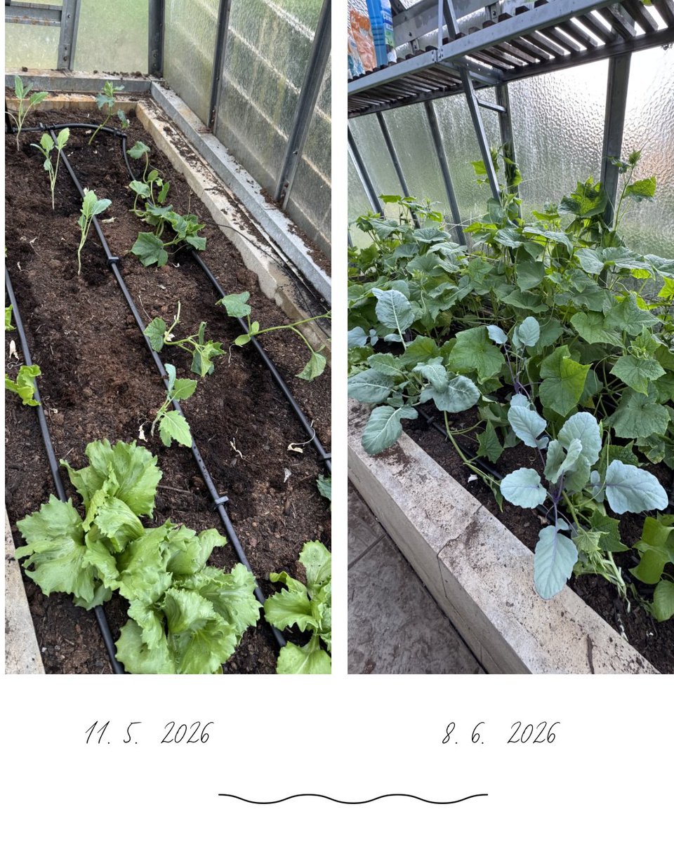 golan_tomas's tweet photo. Práce senátora je krásná, ale její dopady se často projeví až po delší době. Na zahradě je to jiné – zasadíš, zaliješ, staráš se… a za pár týdnů vidíš, že to všechno mělo smysl. 🌱🍅

A tady je výsledek po měsíci. Právě proto je pro mě zahradničení takový relax – přináší mi klid, radost a energii do dalších dnů.