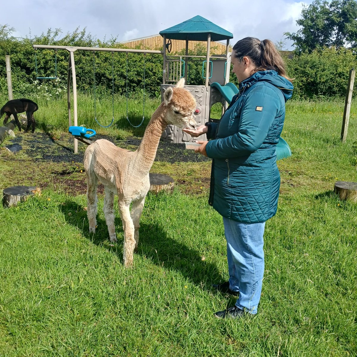 LibrariesNL's tweet photo. Members of our New Tricks group in #WishawLib went on a little trip outside the library today to Magical Journeys Mystical Beasts in Morningside where they met a few Alpaca friends. Not your average library activity day! https://t.co/ylG98XAOCV