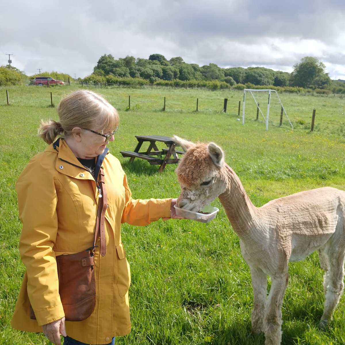 LibrariesNL's tweet photo. Members of our New Tricks group in #WishawLib went on a little trip outside the library today to Magical Journeys Mystical Beasts in Morningside where they met a few Alpaca friends. Not your average library activity day! https://t.co/ylG98XAOCV