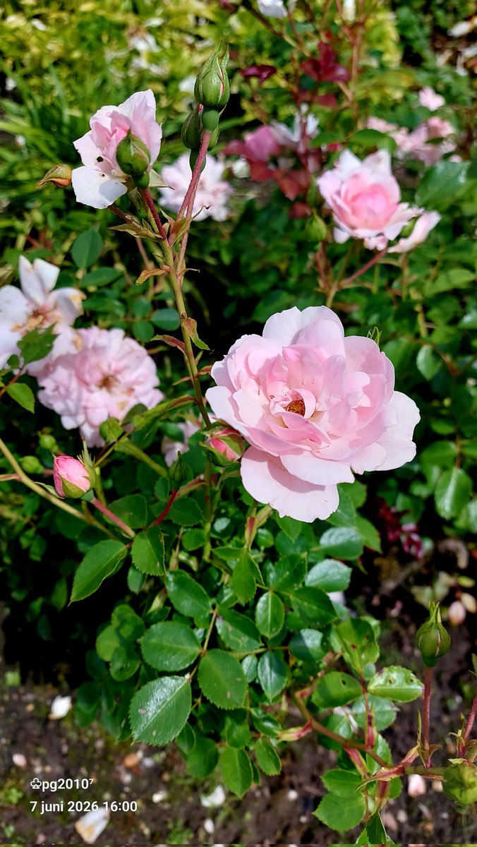 pieterman2010's tweet photo. Roses
#pink #roses #rozen https://t.co/7a5b3BquVV