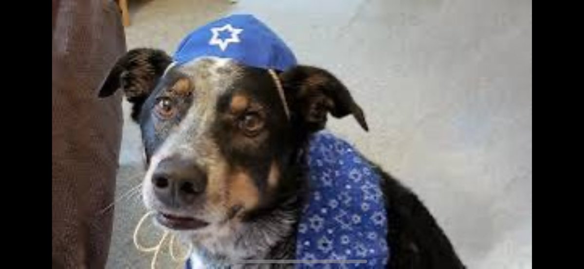 MikhailLaz29941's tweet photo. @technv67 @KateEmersonBri @SenatorWong @AlboMP @DavidShoebridge @DavidPocock @Greens @cheryl_kernot @MichaelWestBiz Soldiers don’t fukk “peace” activists. Dogs do! https://t.co/T6Yx2Aj1Jo