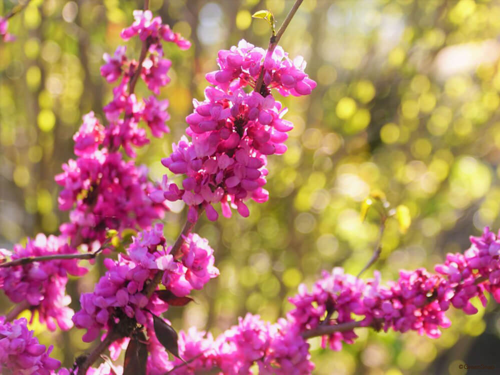 miyaoshis's tweet photo. the flowers in sakura's nightmare is called ハナズオウ (chinese redbud)  and it means "betrayal" / "distrust" in flower language 😭 #wb219 https://t.co/F13dH68v6Y