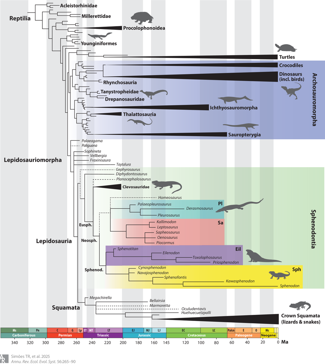 PaleontologieFr's tweet photo. #Fossiles et génomes permettent de retracer l'origine des #squamates (= lézards et serpents). 🦎🐍
De nouvelles découvertes éclairent l'évolution du groupe depuis le #Trias, il y a + de 240 Ma.
#Squamata #Lepidosauria 

📰 https://t.co/K1kztApBF8

🔎 https://t.co/LVPgkroy8X https://t.co/qf4RQHq8pD