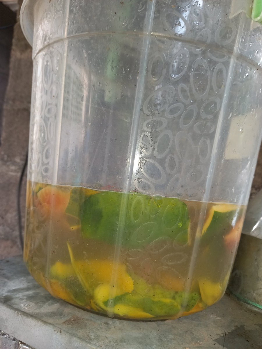 epiphanyfarmltd's tweet photo. At our facility, nothing goes to waste. After processing our fruits, the peels and other organic residues are transformed into natural enzymes, promoting sustainability and supporting environmentally friendly agricultural practices. https://t.co/d05T9KmiCu