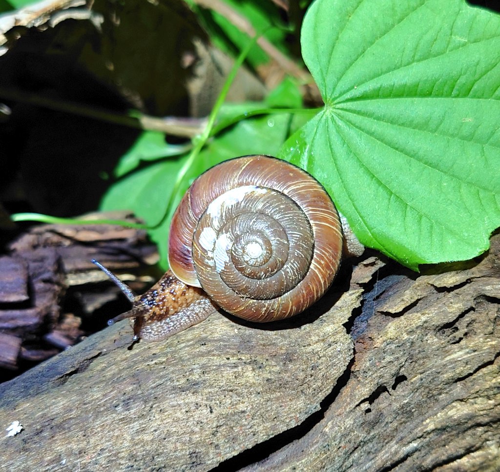 🐌まひまひのつぶり (@MaimainoTsuburi) / Posts / X