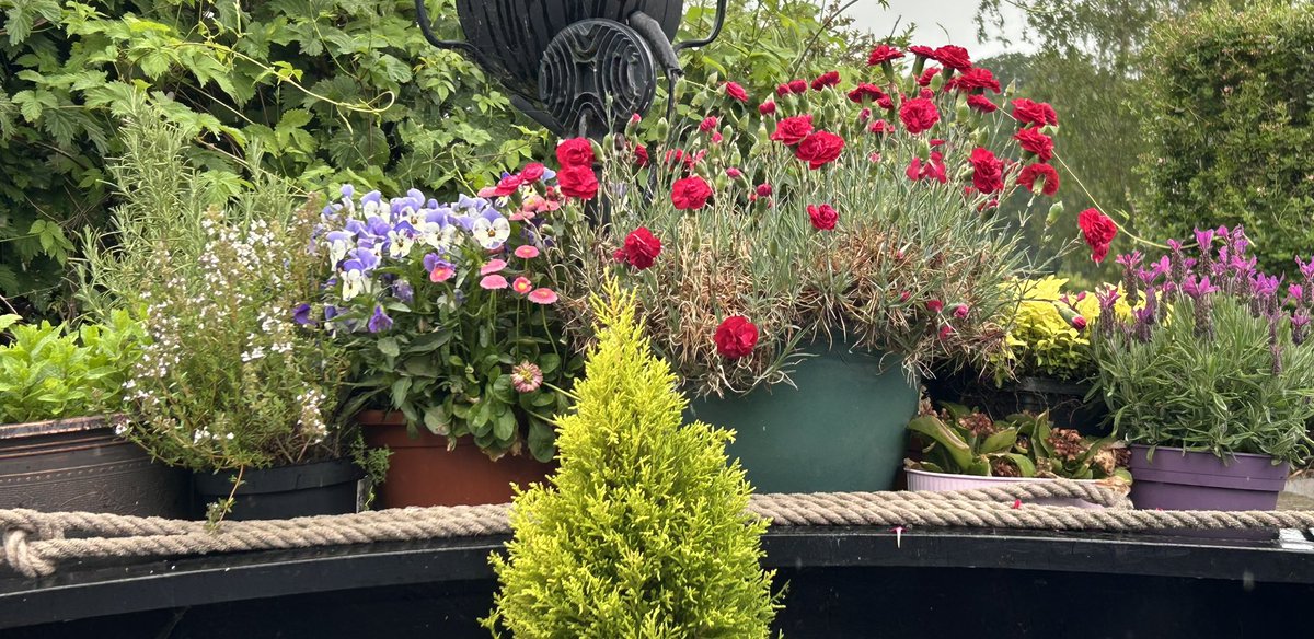 GeraghtyJanis's tweet photo. All this #rainandshowers doing the plants good. #boatsthattweet https://t.co/ESTyz2hzQf
