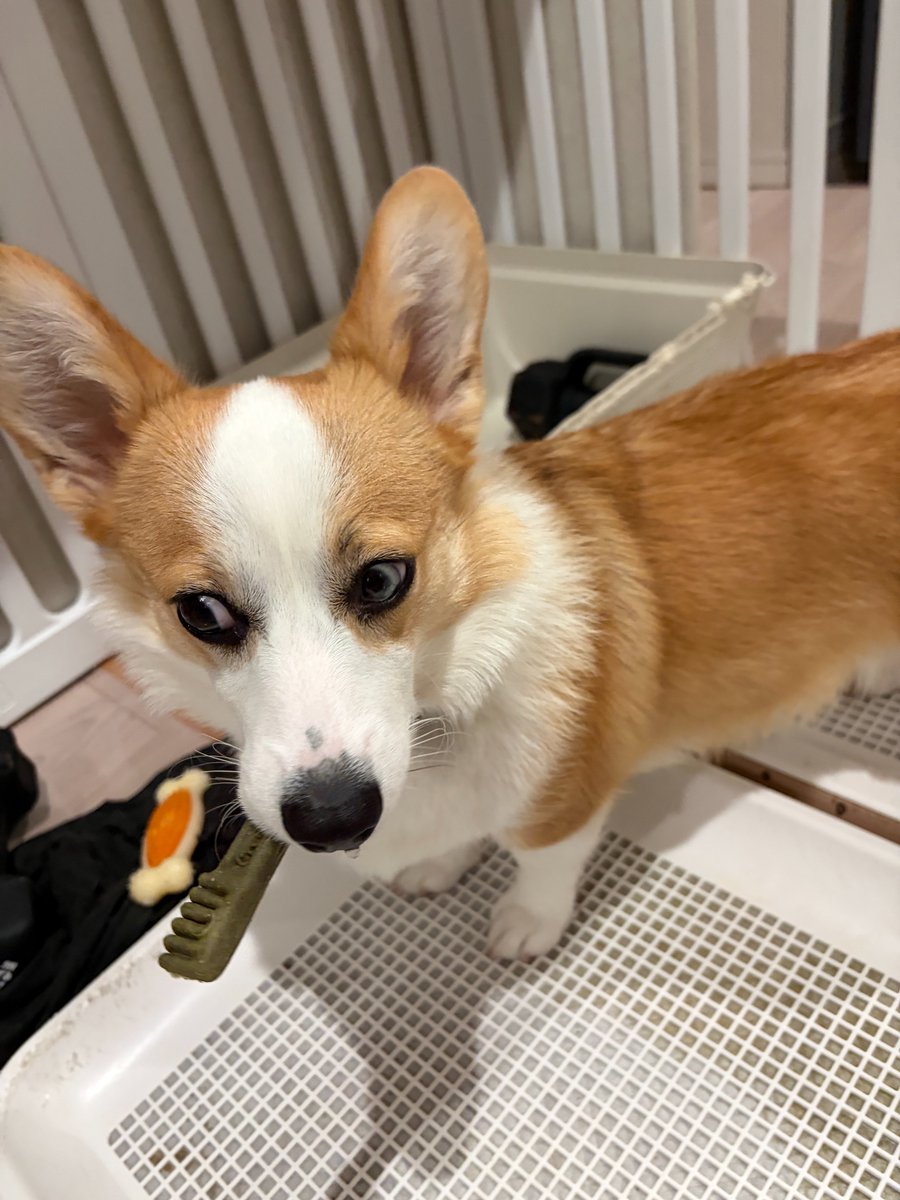luuke0909's tweet photo. 歯磨き後の🐶 https://t.co/xNmBhx4ddJ