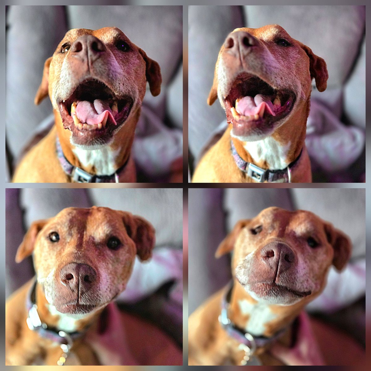 katenauthor's tweet photo. #DoggleADay lovers her a good scratch. However, the camera timing on the last pic wasn't ideal. 💕😆😂🤣 https://t.co/tJQwdkoMEZ