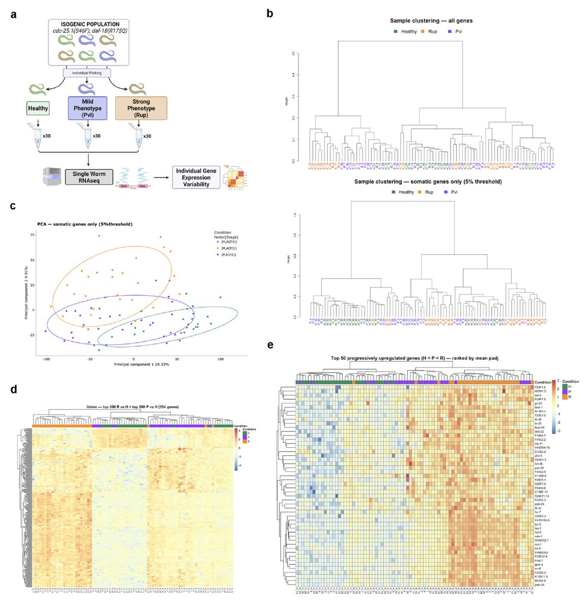 CeronLab's tweet photo. (3/4) 🪢 The functional impact of secondary mutations on PTEN variant outcomes

(4/4) 👩 🧔‍♂️ 👱‍♀️ 🧑‍🦰  Inter-individual variability among isogenic animals with identical mutational landscapes, studied using single-worm RNA-seq https://t.co/ds9r2WYXnB