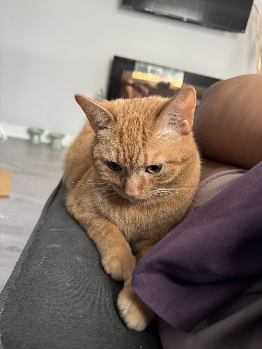 kobertthecat's tweet photo. jus gonna. scooch in. right dere if u don mine https://t.co/YWnNZ78LX0