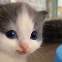 FurtimDiem's tweet photo. @cesurmagazinci Meow https://t.co/qUGwlHIDUm