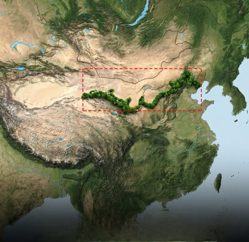 CuriosityonX's tweet photo. 🚨: China has planted almost 100 billion trees to stop the spread of the Gobi Desert. It’s called the “Great Green Wall” and stretches for over 3,000 miles (longer than Los Angeles to New York) https://t.co/c0eReFmYEK