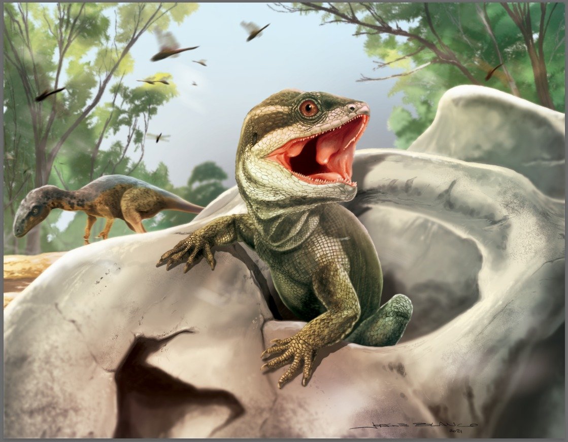 PaleontologieFr's tweet photo. #Fossiles et génomes permettent de retracer l'origine des #squamates (= lézards et serpents). 🦎🐍
De nouvelles découvertes éclairent l'évolution du groupe depuis le #Trias, il y a + de 240 Ma.
#Squamata #Lepidosauria 

📰 https://t.co/K1kztApBF8

🔎 https://t.co/LVPgkroy8X https://t.co/qf4RQHq8pD