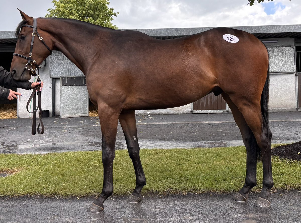 jamiesnowden's tweet photo. Delighted to buy this good looking &amp; athletic gelding by the 1st season German Champion, Wonderful Moon out of a 7 time winner, a half sister to a black type #winner Bought from @Goffs1866 the sale which produced 4 #Grade1 #winners @CheltenhamRaces incl #JohnnysJury @TMBloodstock https://t.co/IcnD8FZl09