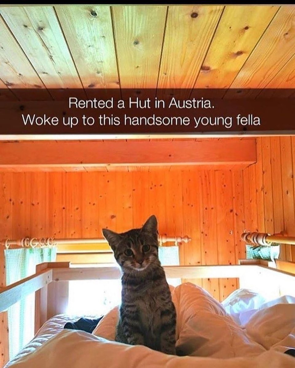 Cats with Aura 😺 tweet media