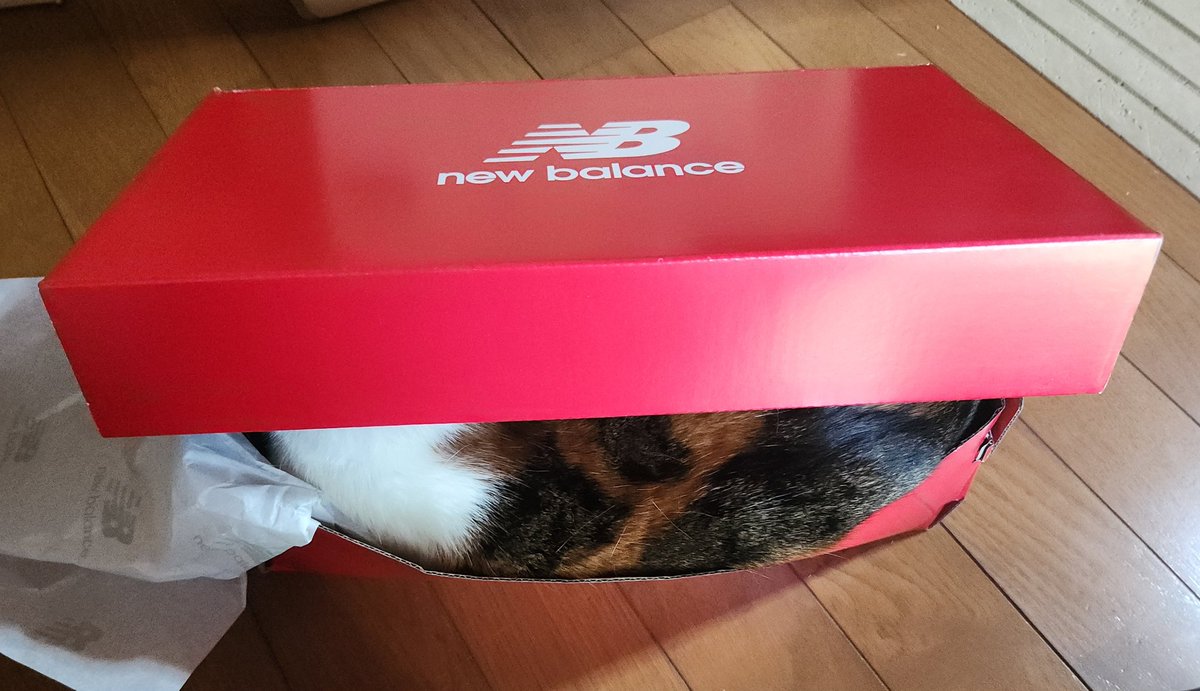 f1noise's tweet photo. ニューバランスを買ったつもりが間違ってニャンバランスを買っていたようです（ニッコリ https://t.co/juF9NhVoHi