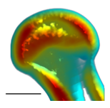 OSUanthro's tweet photo. A study co-authored with anthro faculty Dr. Habiba Chirchir was presented on Russian silver foxes. This work is highlighted in the American Association for Anatomy's recent newsletter. Read more about the research here: 
https://t.co/qci3pnd2uJ https://t.co/ub0eKaCIHD