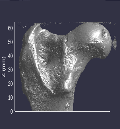 OSUanthro's tweet photo. A study co-authored with anthro faculty Dr. Habiba Chirchir was presented on Russian silver foxes. This work is highlighted in the American Association for Anatomy's recent newsletter. Read more about the research here: 
https://t.co/qci3pnd2uJ https://t.co/ub0eKaCIHD
