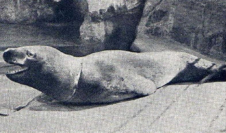 LSealArchive's tweet photo. Leopard seal being chill as fuck.
Hagenbeck Zoo, 1935 - 1939.

#LSunnamed #HagenbeckZoo https://t.co/TnwaSd1KyK