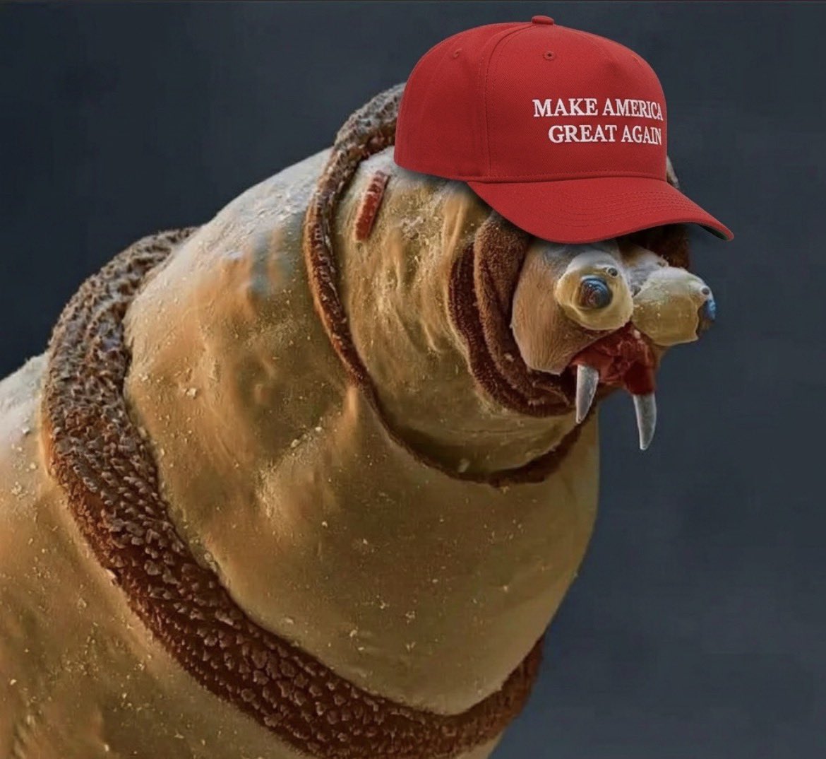 EasyEType's tweet photo. @TheDaveGremlin @LooseSendz @yashudalistened @supertech427 @theliamnissan Trump bringing in now maga from across the borders everyday 💯 https://t.co/O5gvhAmqDx