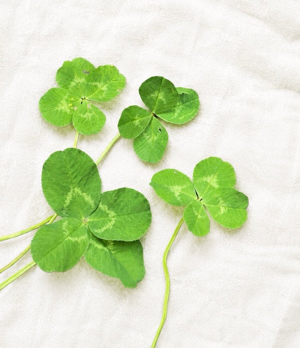 morinone_web's tweet photo. 🍀見つけたら、ちょっと幸せな気持ち🍀

「どこにあるかな？」
「こっちにもある！」

足元をよく見ながら歩くと、
いつもの道にも小さな発見がたくさんあります✨

見つけた時のうれしそうな笑顔や、
「見つけたよ！」と教えてくれる声もお散歩中の大切な宝物です☺️

#森のねさんぽ
#飛騨高山 https://t.co/oNgkuGjKFC