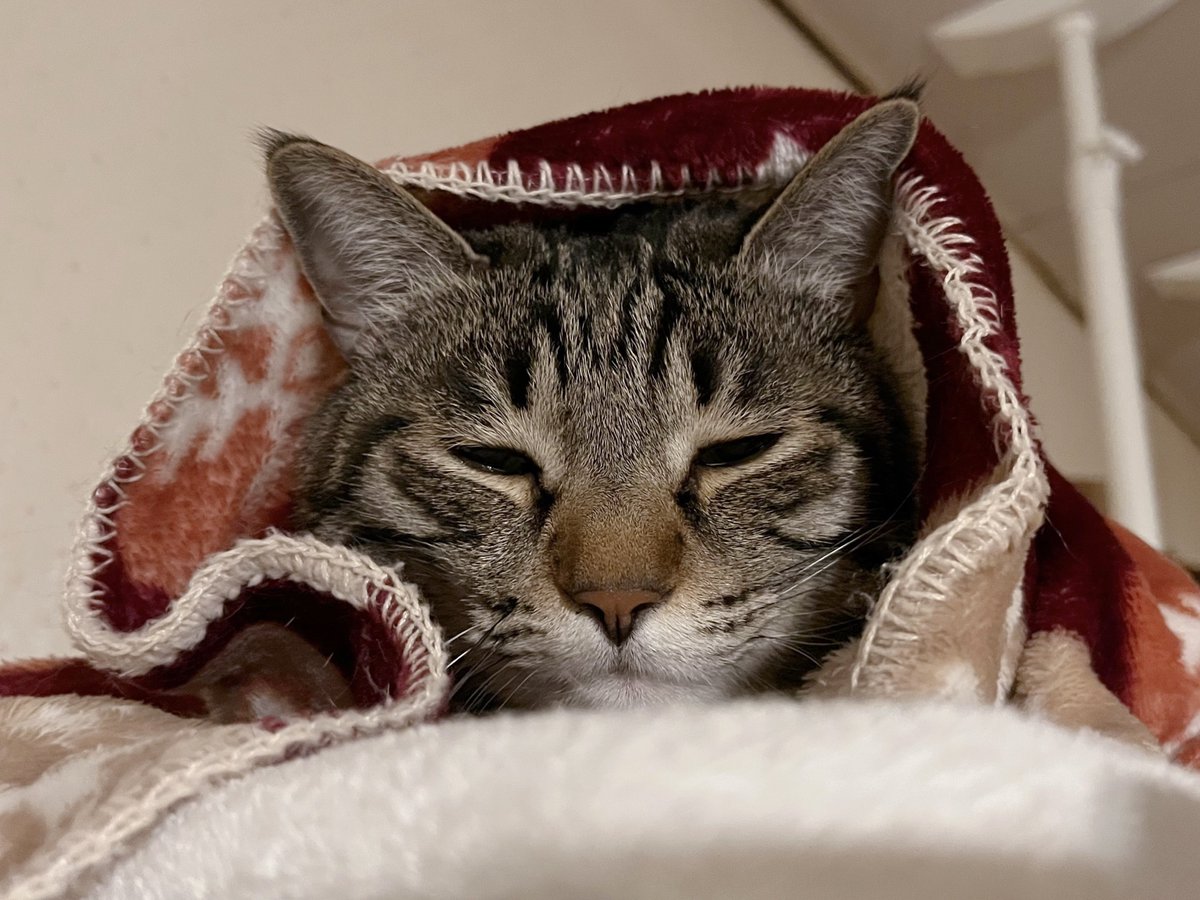OKOTANIAN's tweet photo. 夜の猫 https://t.co/YOKlBqmI3n