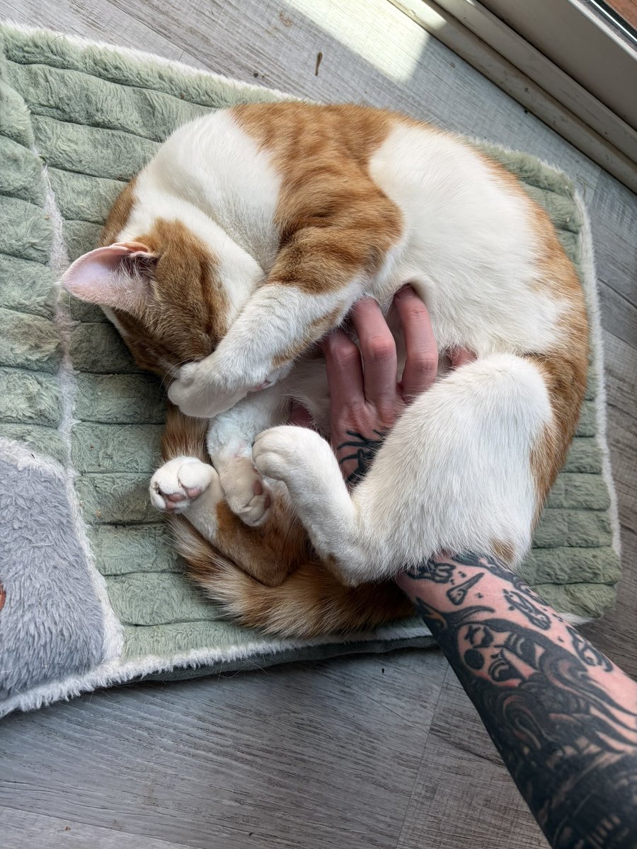 shrimpbugs's tweet photo. I’m so red but my BOY!!!!!!! I LOVE YOU TONY!!!!!! belly rub guy…….. https://t.co/fCfHzlS85x
