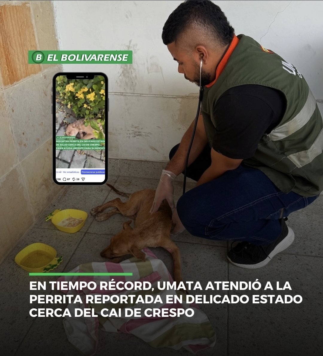 dumek_turbay's tweet photo. En las últimas horas recibimos el reporte de una perrita que había sido reportada en delicado estado de salud cerca del CAI de Crespo. 

Inmediata nuestra brigada veterinaria de la @umataCTG  acudió al sitio, la rescató, prestó atención y estabilizó. 

Ya está mejor. No obstante permanecerá bajo observación y recibirá toda la asistencia necesaria. 

El Programa Distrital de Atención y Protección Animal en #Cartagena ¡AVANZA!
