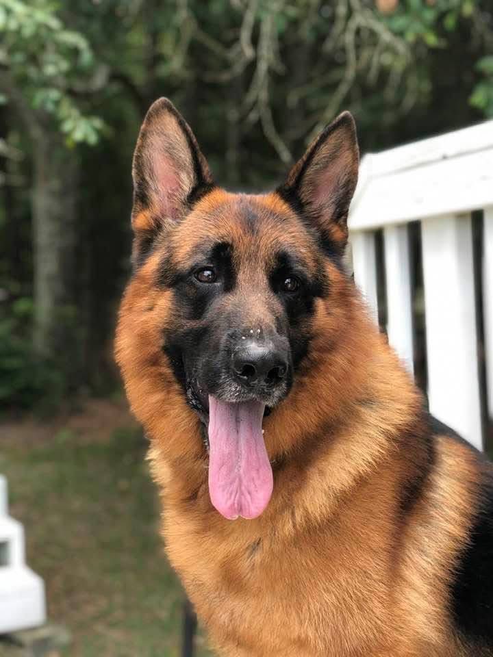 HarrisonK9AE's tweet photo. Trust Harrison K9 to deliver the very best companion and protector. https://t.co/KDgZpuRXQM