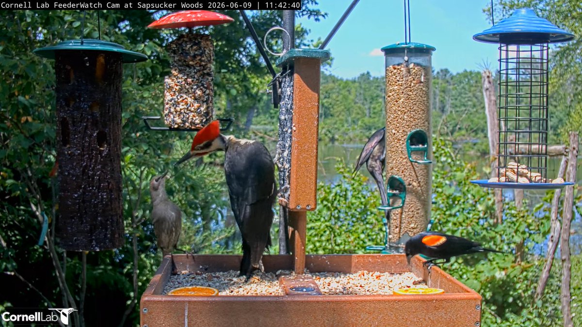 FeederWatchCam's tweet photo. 11:42, 6/9   Pileated Woodpecker lets a young European Starling it's a little too close   #cornellfeeders https://t.co/JWLEA45TuF
