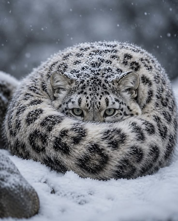 NatureAnimalw's tweet photo. https://t.co/YojHdy45UG