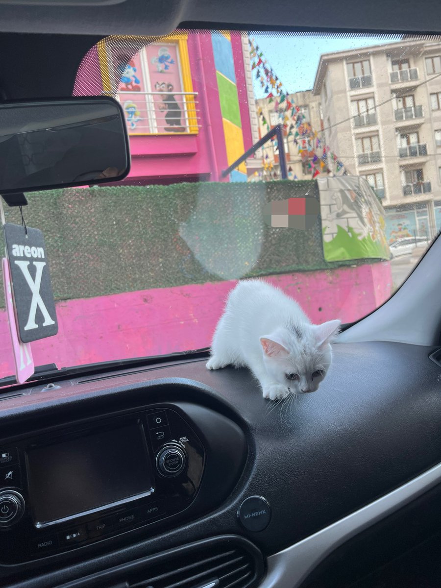 BerraFatma3's tweet photo. Arabada böyleli bir kaçak yolcu var !!! https://t.co/pP40eRogVV