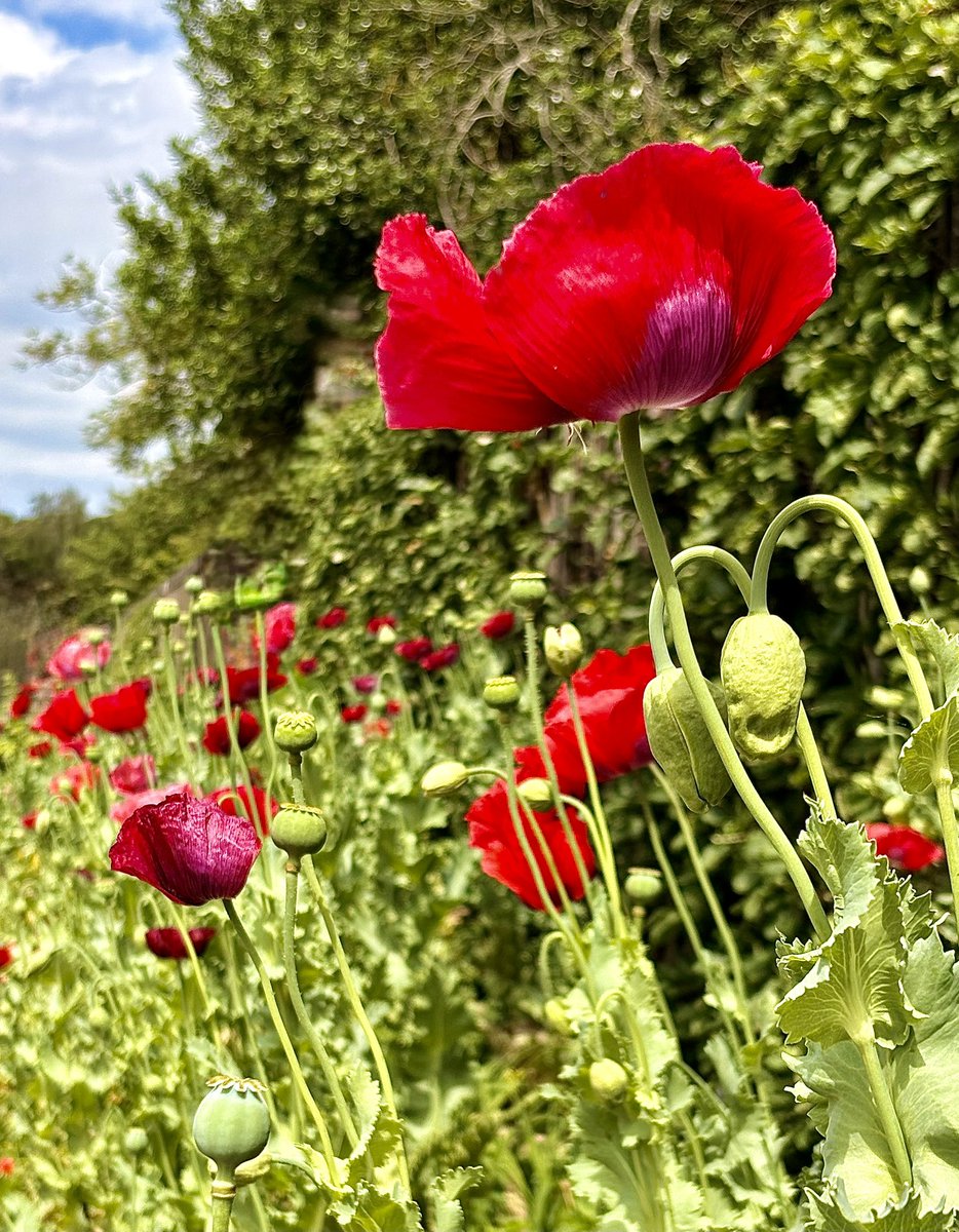 Pddy1's tweet photo. @chriz31_07 Flower photo of 08 June 2026. https://t.co/IHTFlotEc8