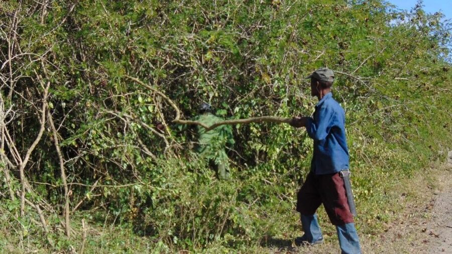 gobiernotunas's tweet photo. Marabú, obstáculo a la producción de alimentos. 
#LasTunas 
@GobiernoCuba @YelenysLasTunas @LorenzoOsbel 
https://t.co/cXjXhEG2tC https://t.co/cyzyGfB7hy