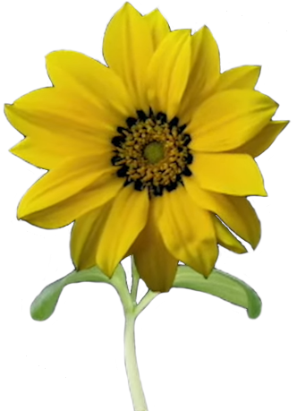 ValcomDrifty's tweet photo. Made a crop of the Flower on Toby's head so you can put it on your Pfps head for Ch5 https://t.co/0CYin6iDoG