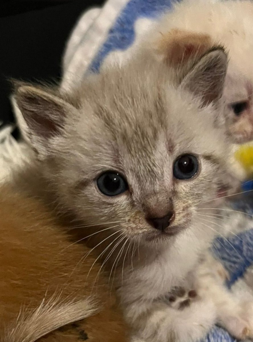 NuevaVidaAdop's tweet photo. #MADRID 
LIMA cachorrita de 1,5 meses ABANDONADA junto a sus hermanitos 
NECESITA #adopcionresponsable 
Sociable con niños 🐱
Se entrega chipada,vacunada,desparasitada y testada en leucemia e inmuno 
EXIGIMOS PROTECCIONES en ventanas y balcones 
CONTACTO📩facenuevavida@gmail.com https://t.co/610y6X23Eb