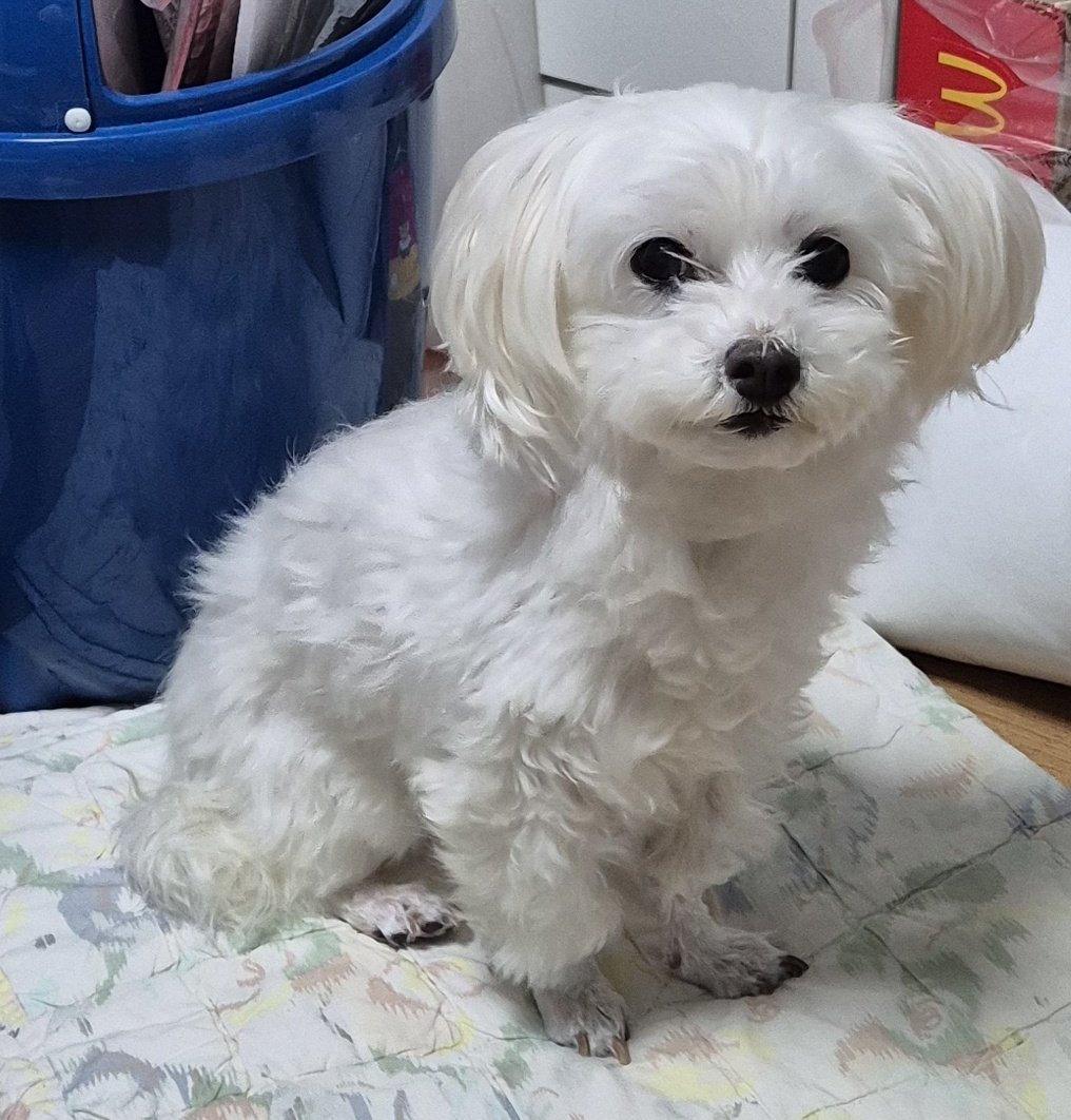 chucu528's tweet photo. 저희집 털생성기입니다👀 https://t.co/nrAMOunxmx