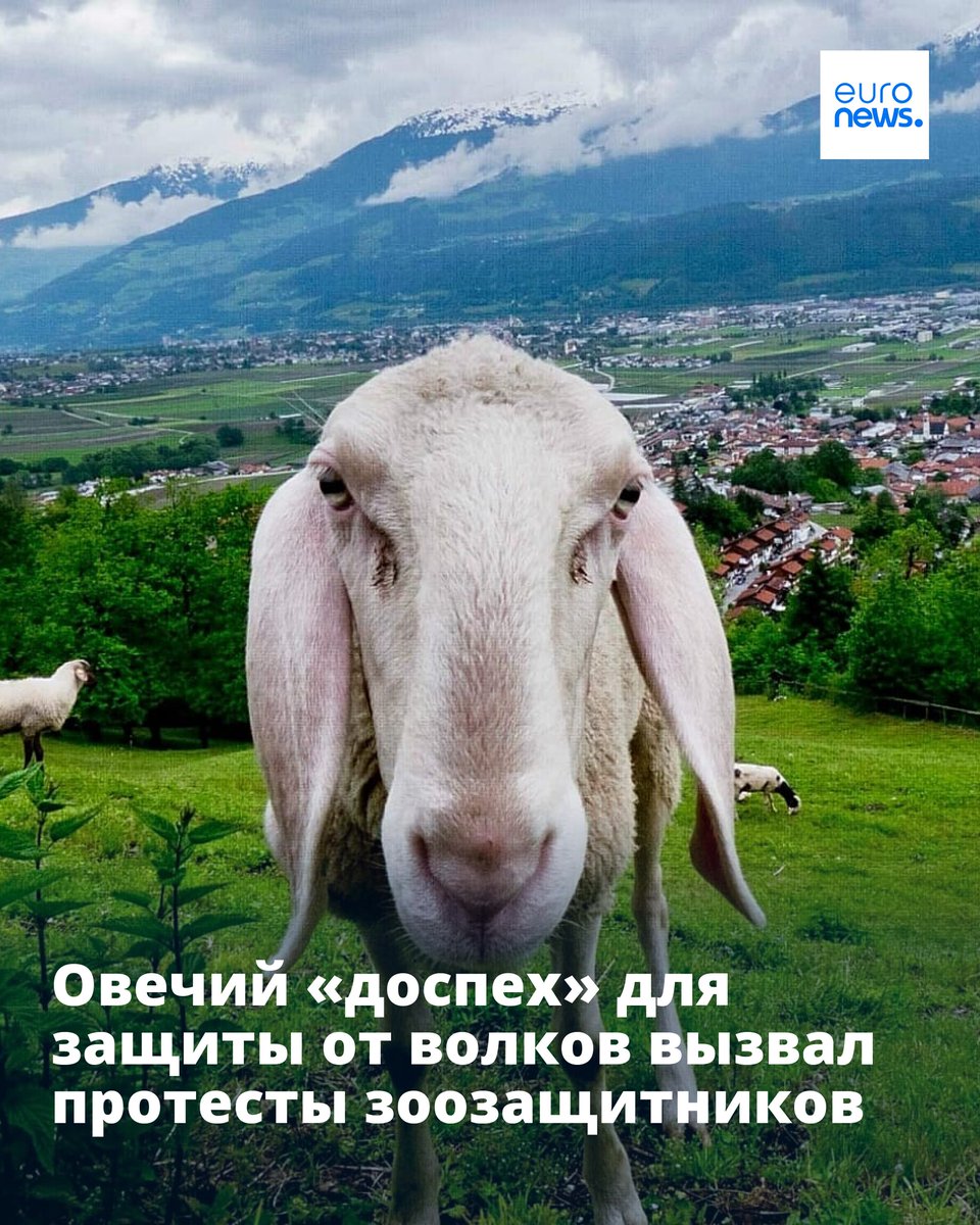 euronewsru's tweet photo. 72‑летний австриец надеялся, что решил проблему в стиле «и волки целы, и овцы целы», но защитники природы с ним не согласились #EuropeNews
➡️ https://t.co/qs7MBVNx8W https://t.co/kd8nnIQ4Yz